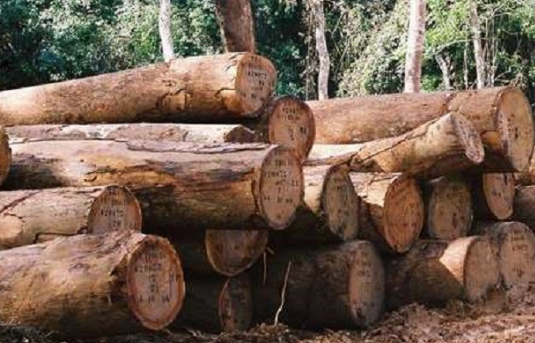 Gabon : le ministre des eaux et forêts lance l’opération de récupération du bois abandonné