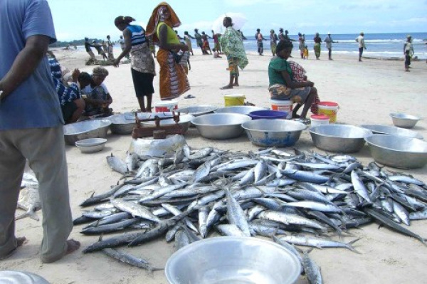 Gabon : reprise des activités de pêche dans l’Estuaire du Komo